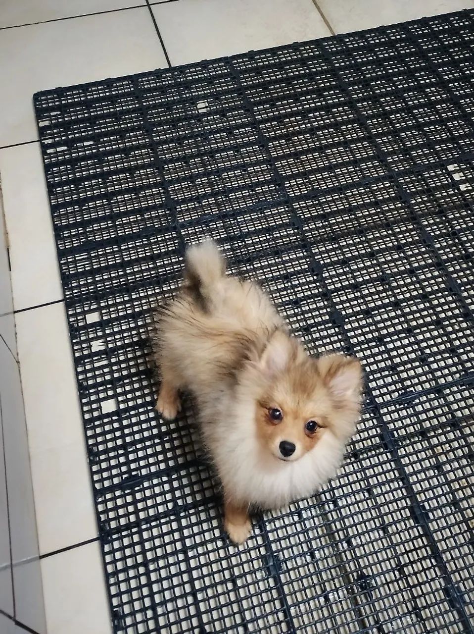 Spitz Alemão macho 4 meses  - Foto 2