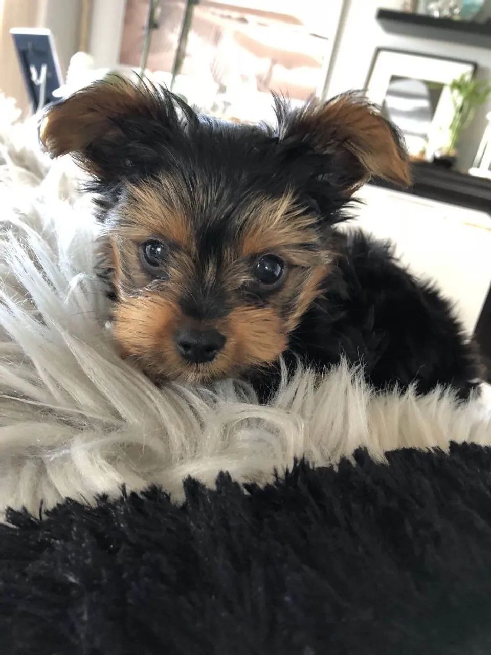 Filhote Yorkshire Terrier, Seus dias nunca mais serão os mesmos!