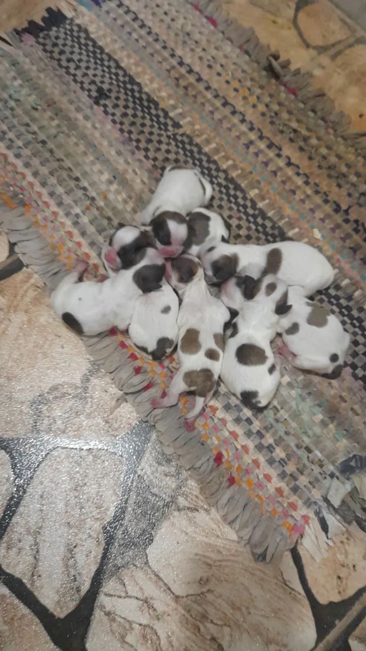 Cachorro  lhasa após estou vendendo  