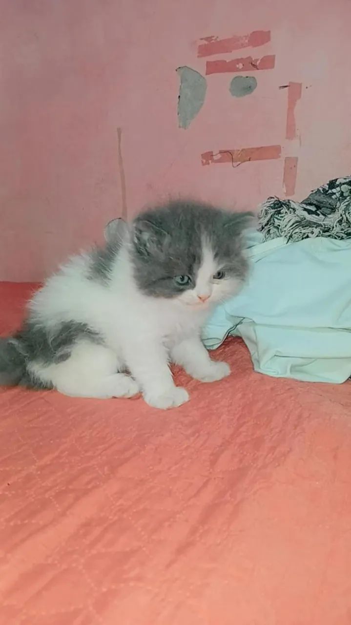 Gato persa - Foto 4