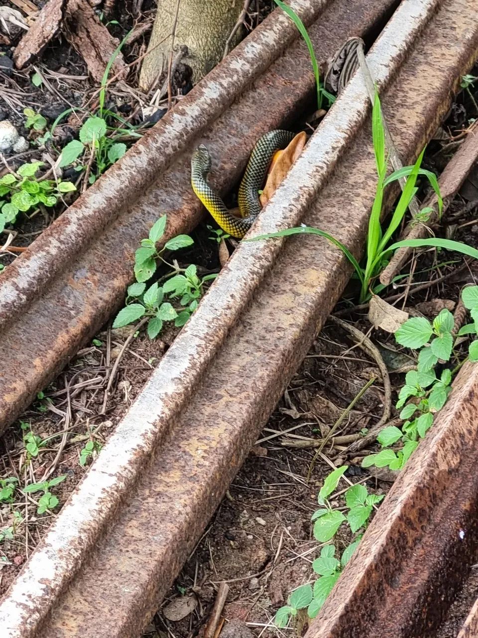 Forma de laje tote todo - Foto 2