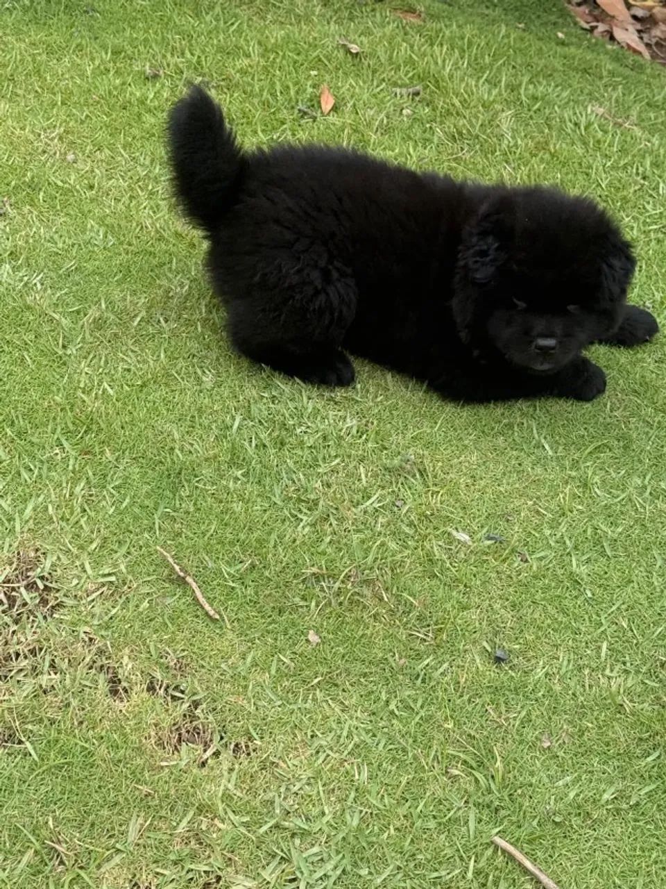 Cachorro chow chow - Foto 5