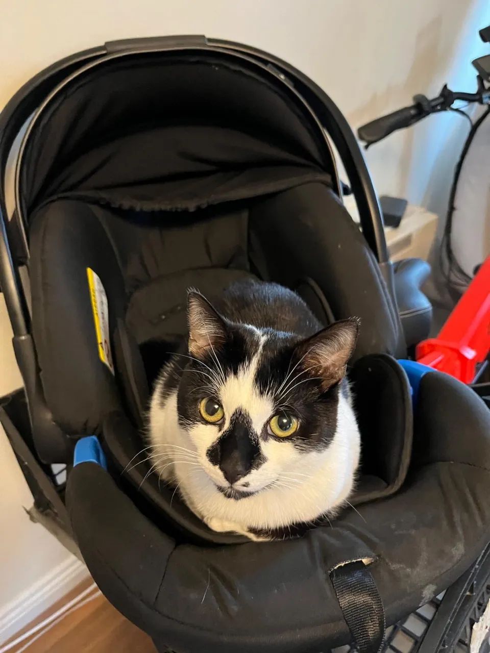 Doação Gato  - Foto 2