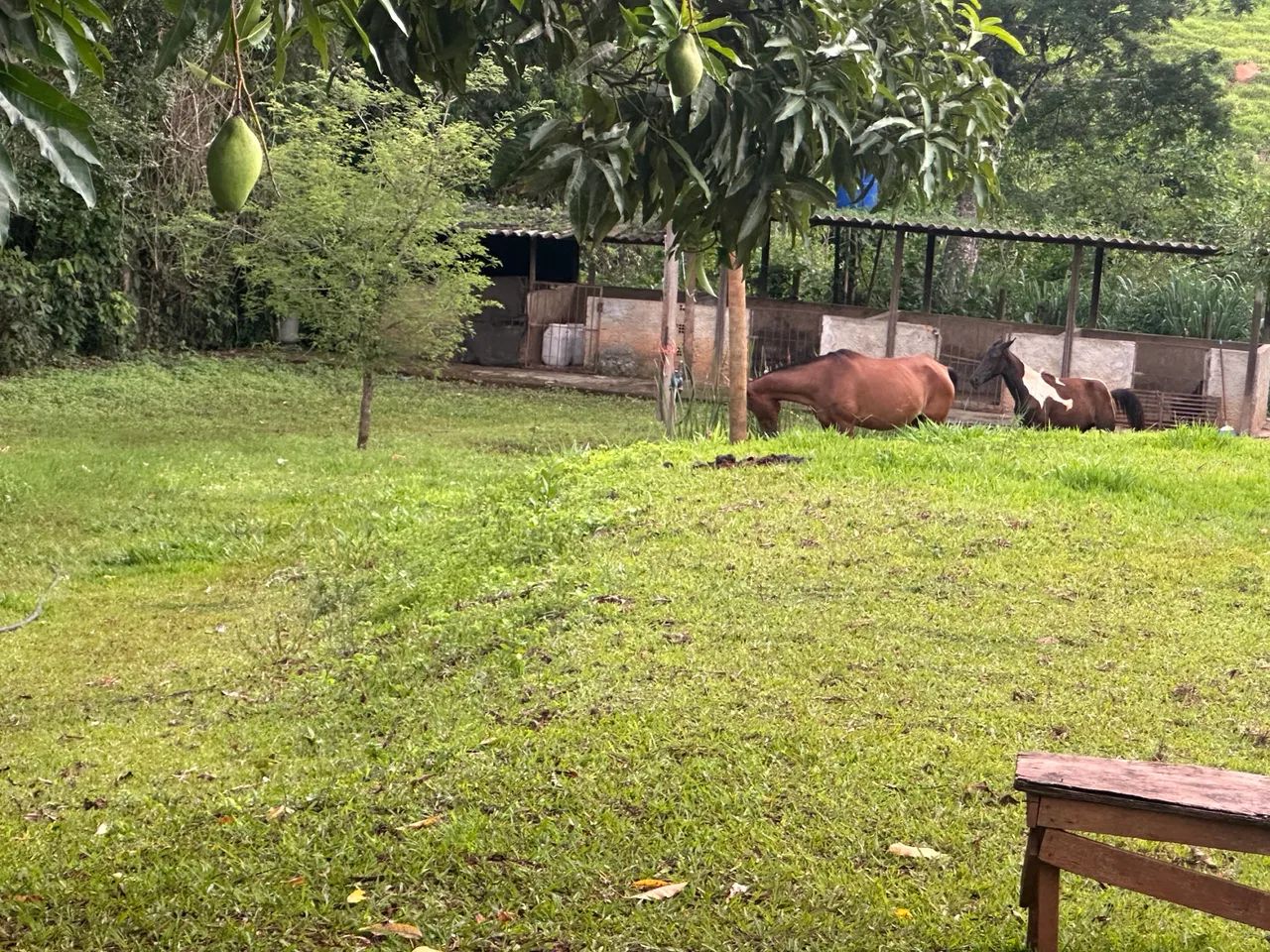 Chácara em Bela Vista - Foto 3