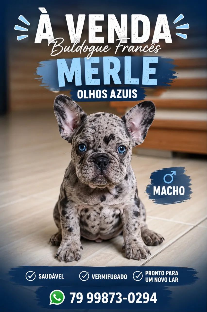 Buldogue francês raro 