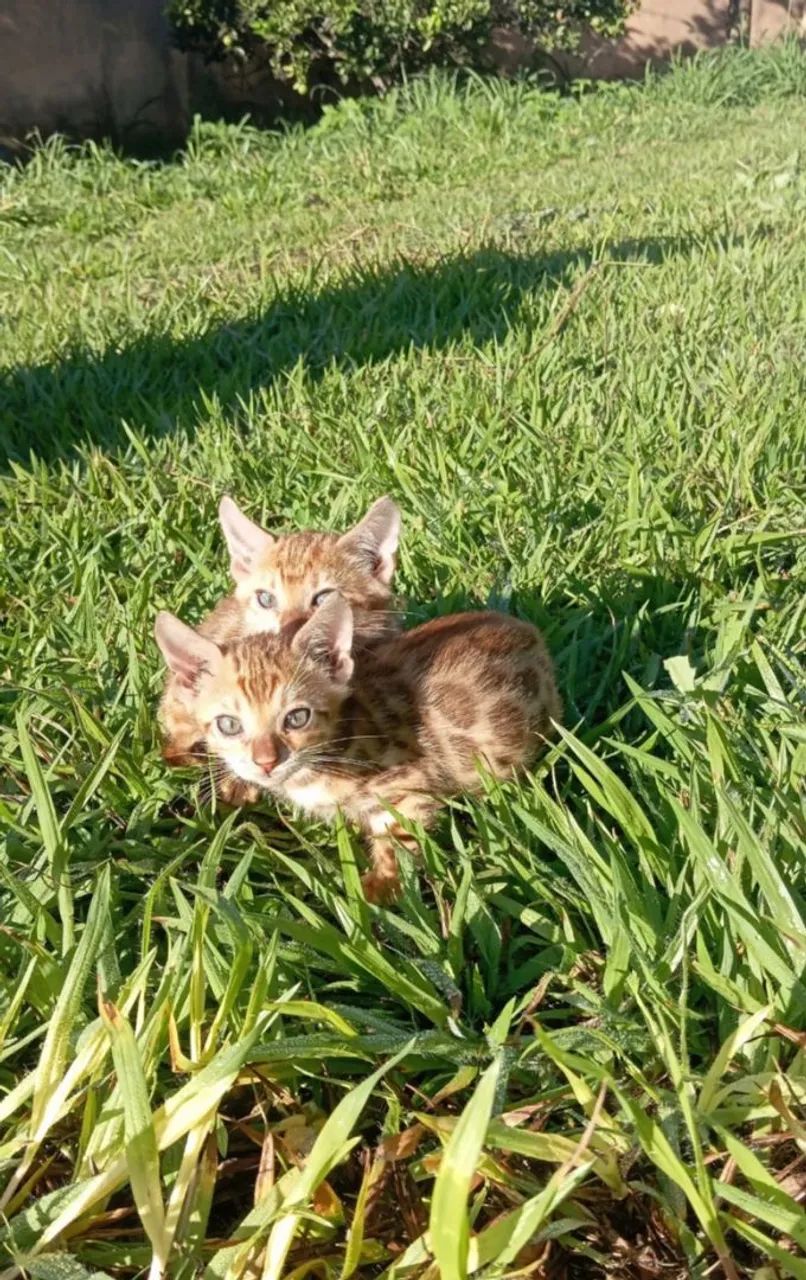 BENGAL c pedigree Tropicats  - Foto 3