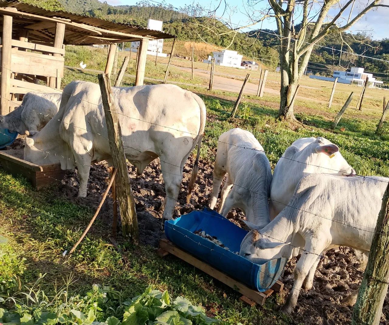 Lindos novilhos! - Foto 3