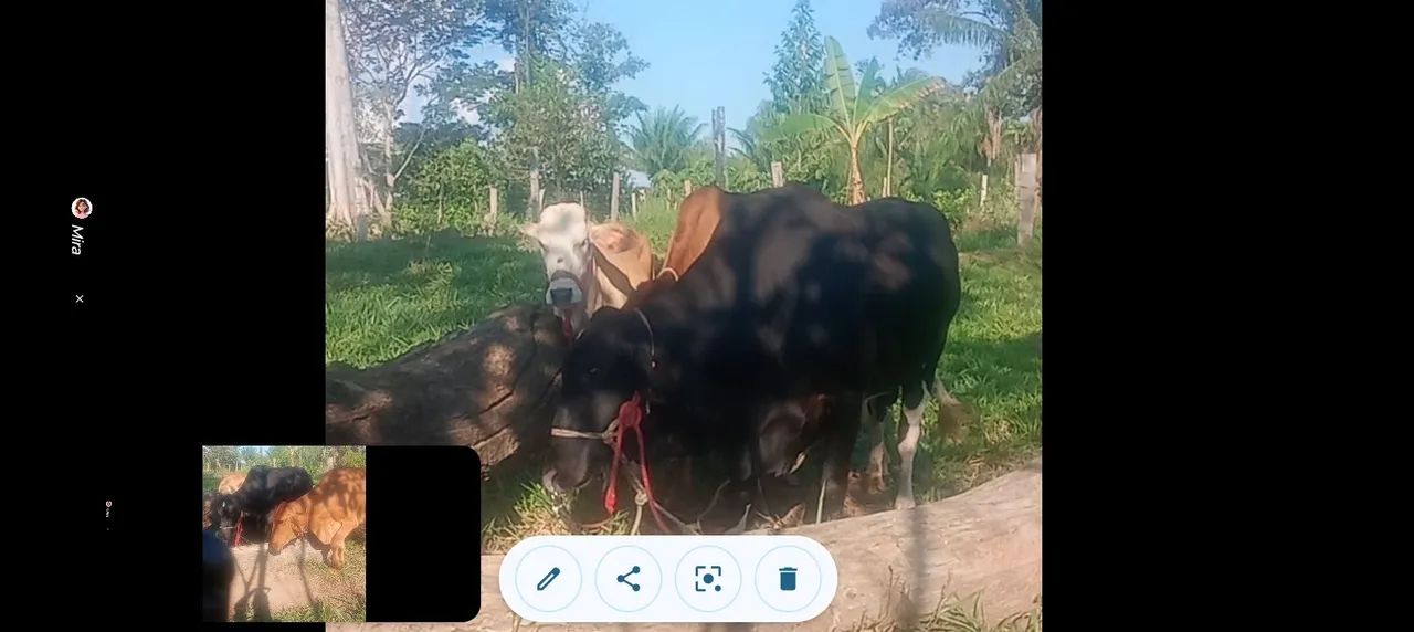 Vendo 3 animais leiteiros e a vaca coberta  - Foto 2
