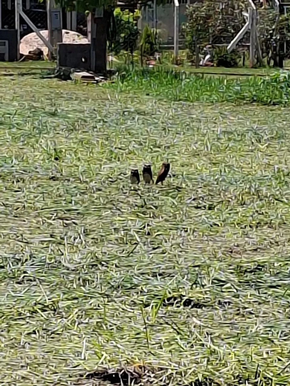 Terreno 2.000m2  no Recanto Azul 