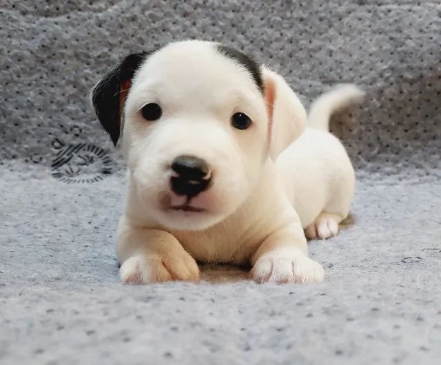 Jack Russell terrier  - Foto 4