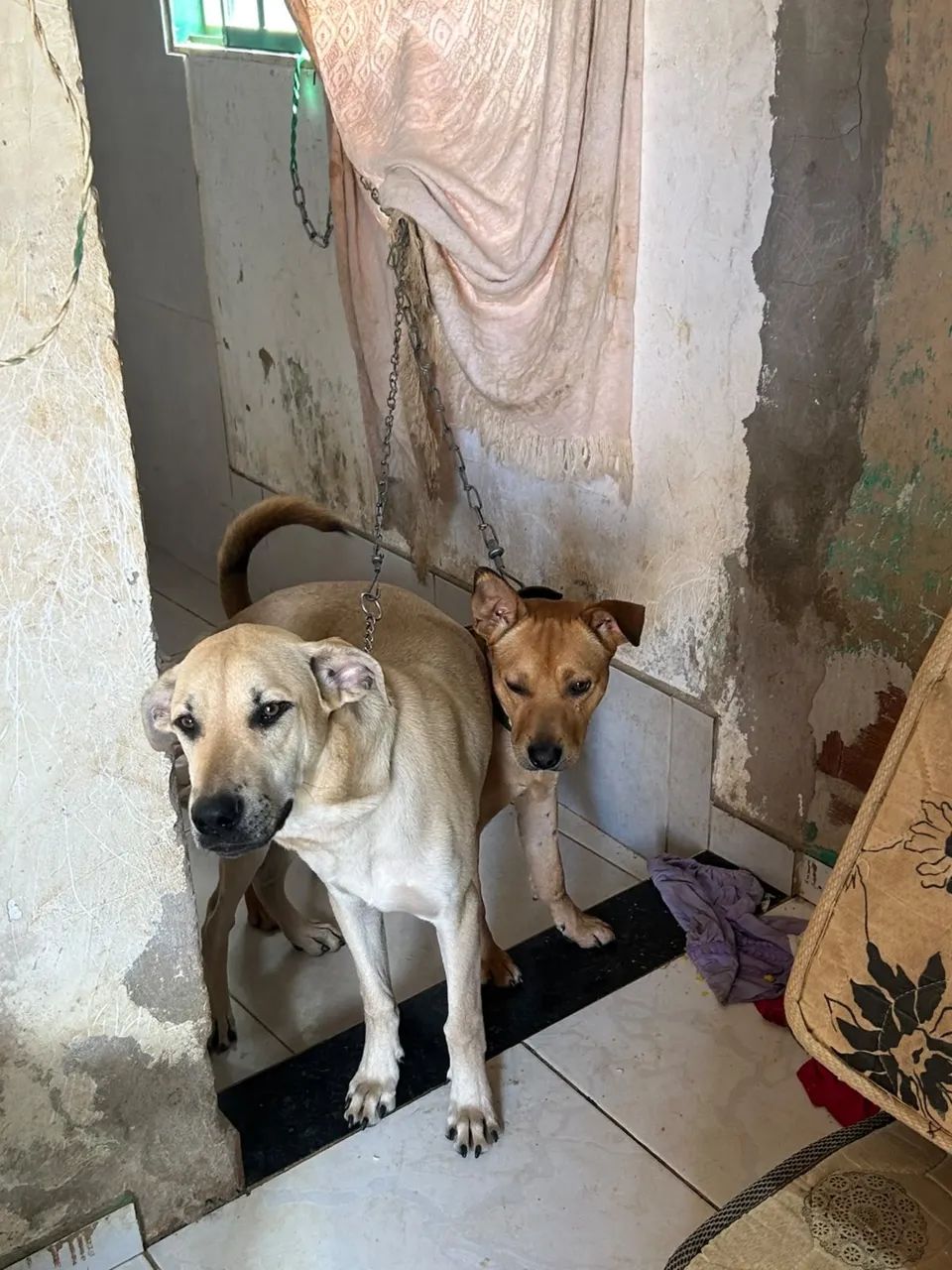 Cães para adoção!  - Foto 2