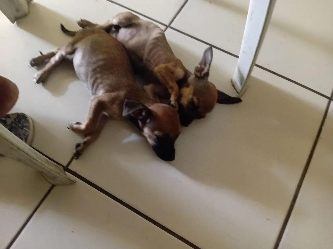 Cachorro pinches  - Foto 3