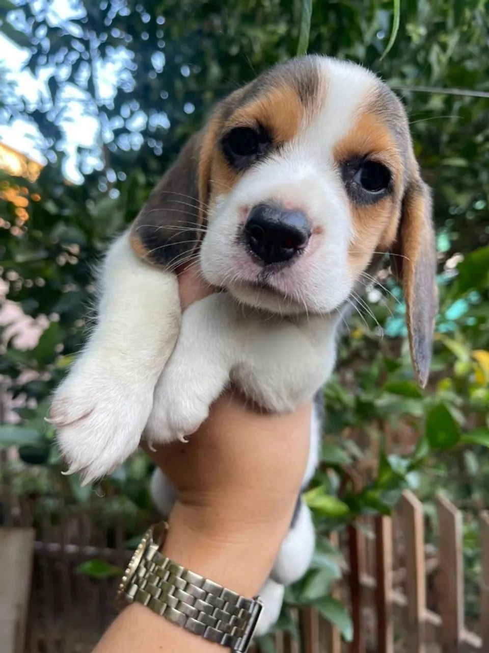 Beagle
