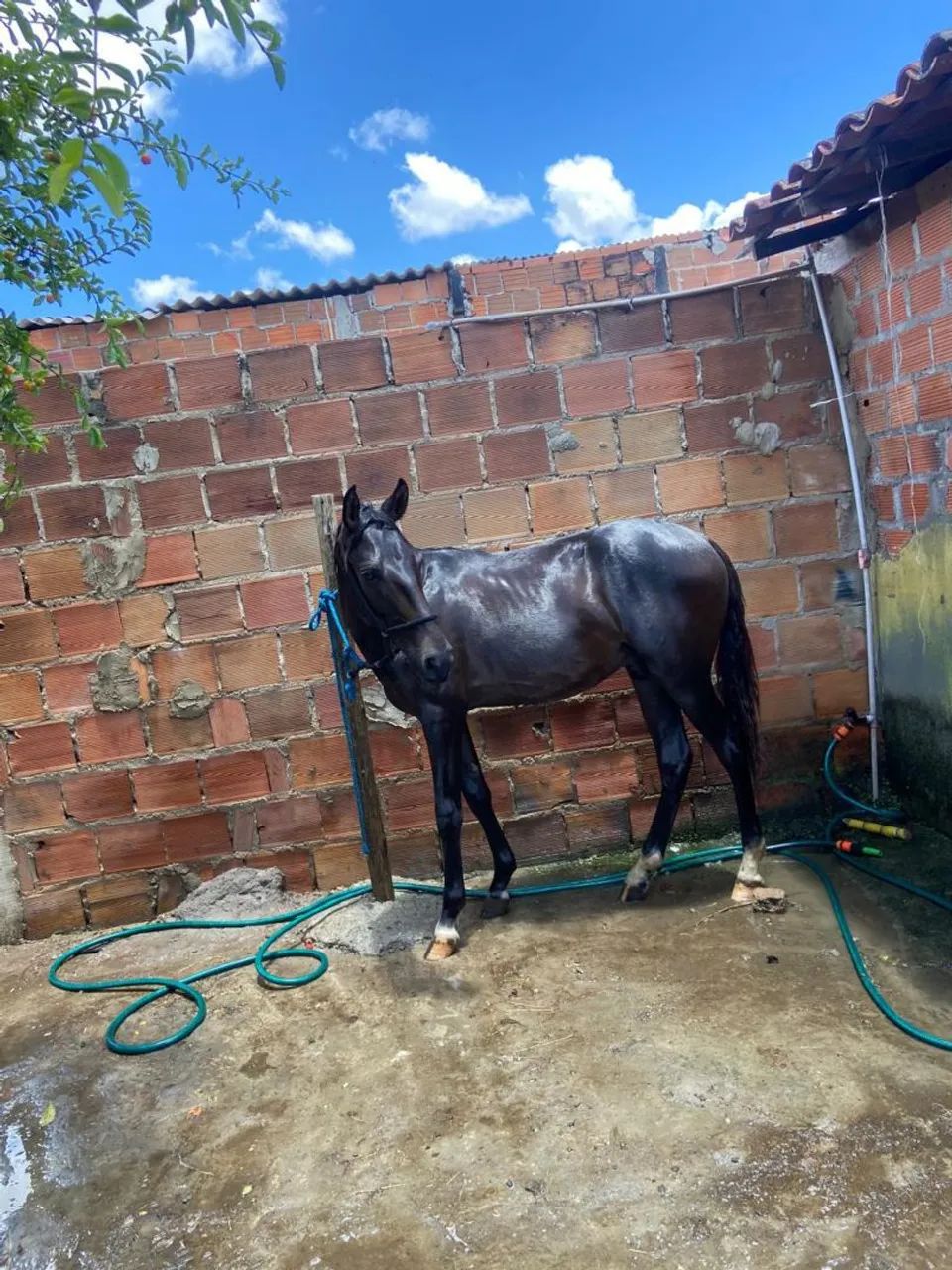 Vende-se cavalo potro 1 ano margalada Machador picado original manso