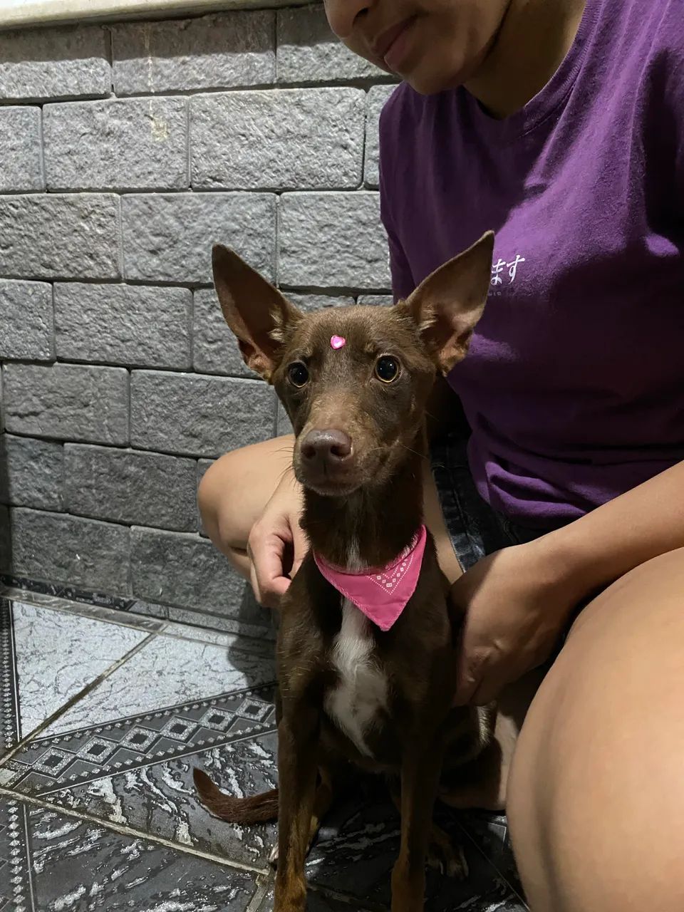 Doação de cachorra dócil e obediente  - Foto 5