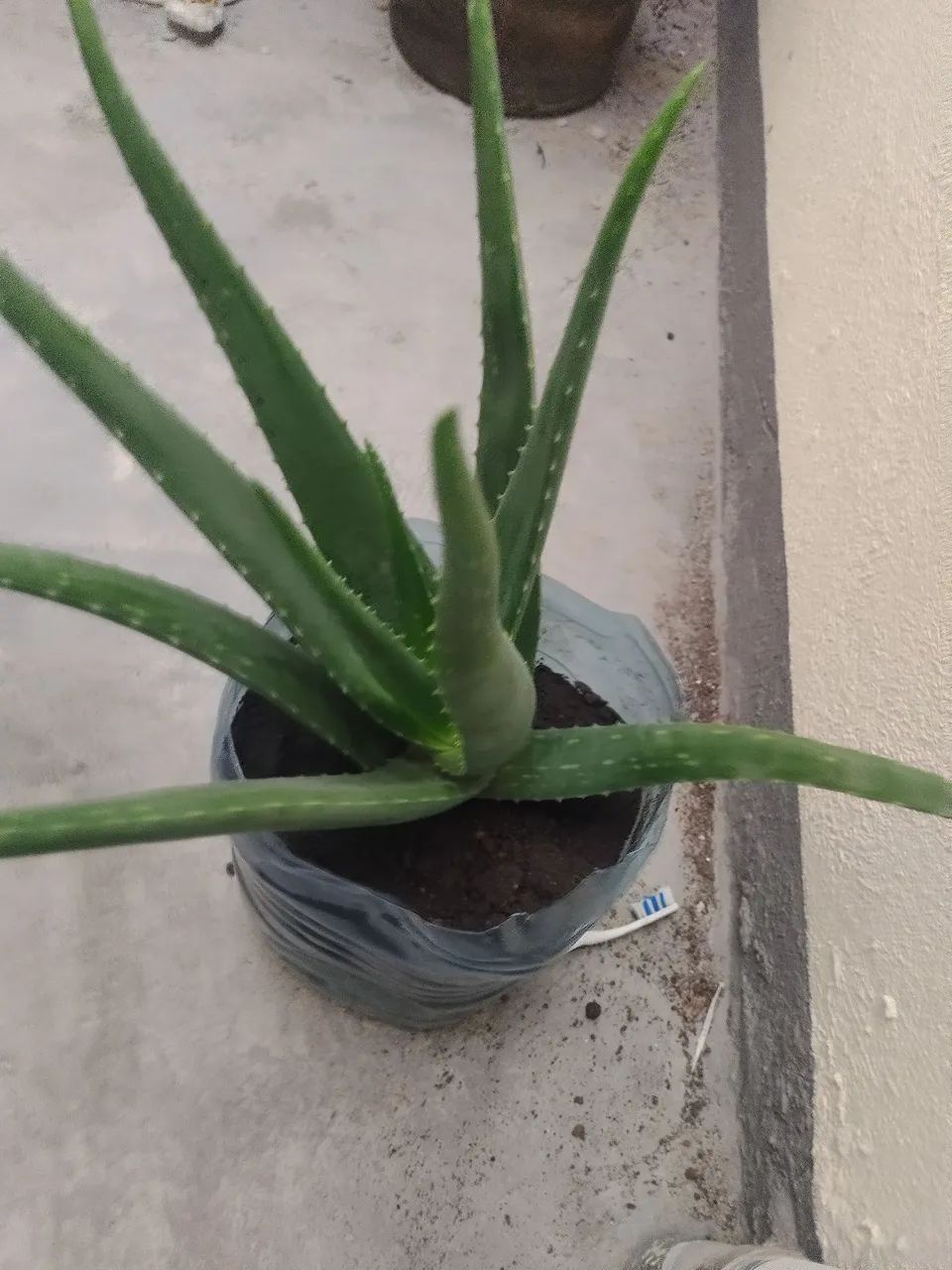 Vaso com 1 babosa 