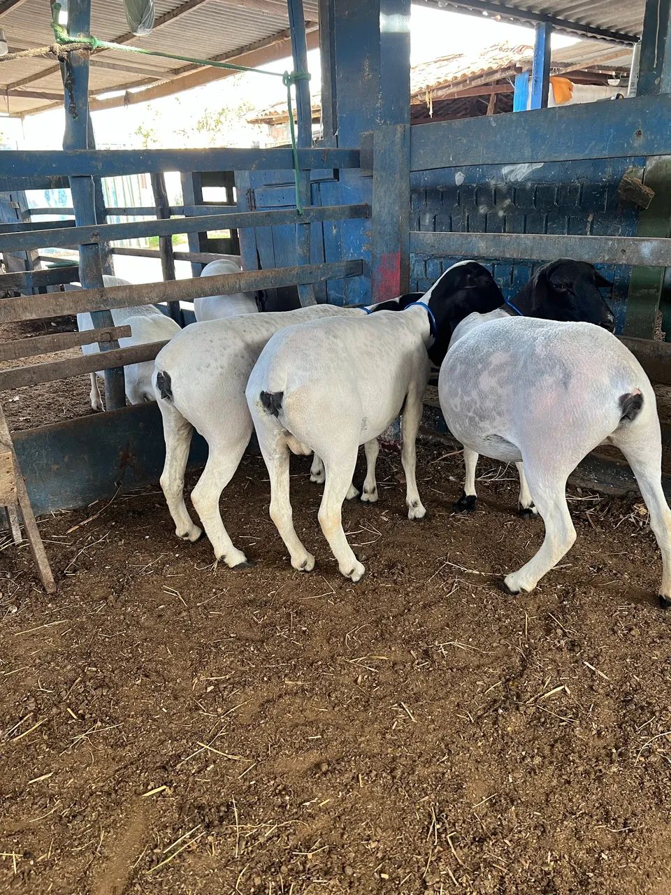 Ovelhas Dorper  - Foto 4