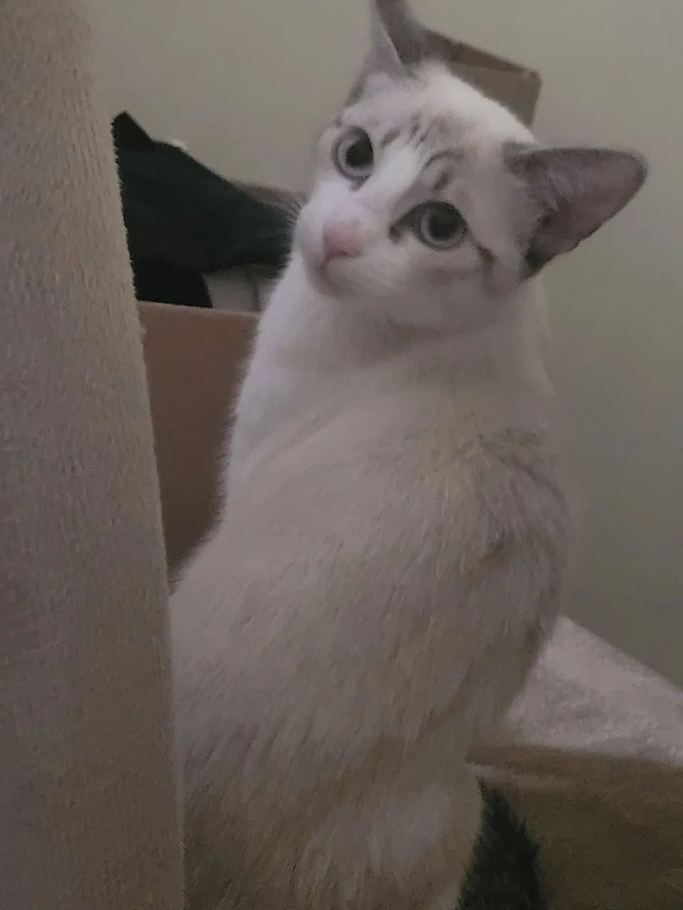 Filhote de gato - Foto 5