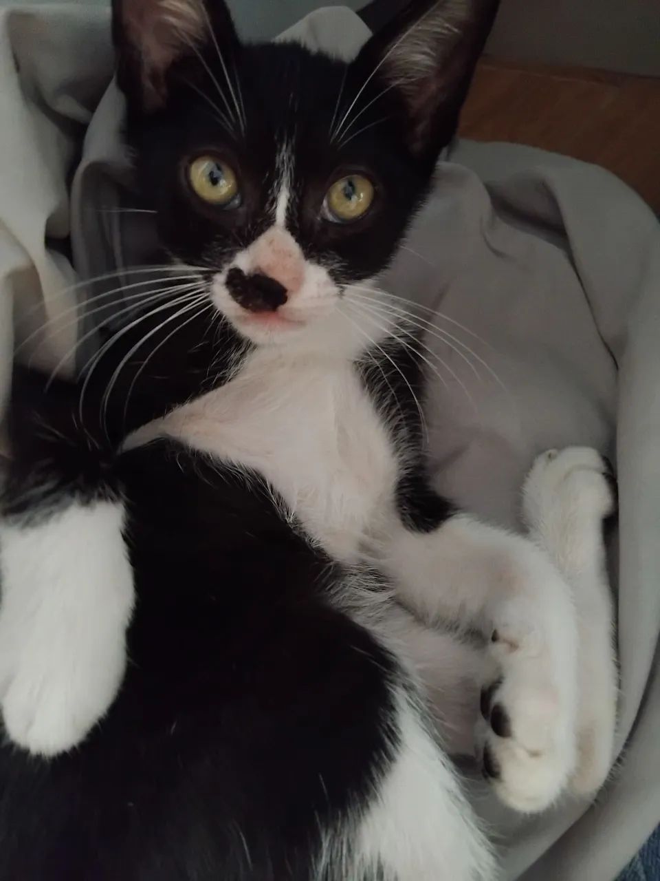 Adoção responsável - Foto 5