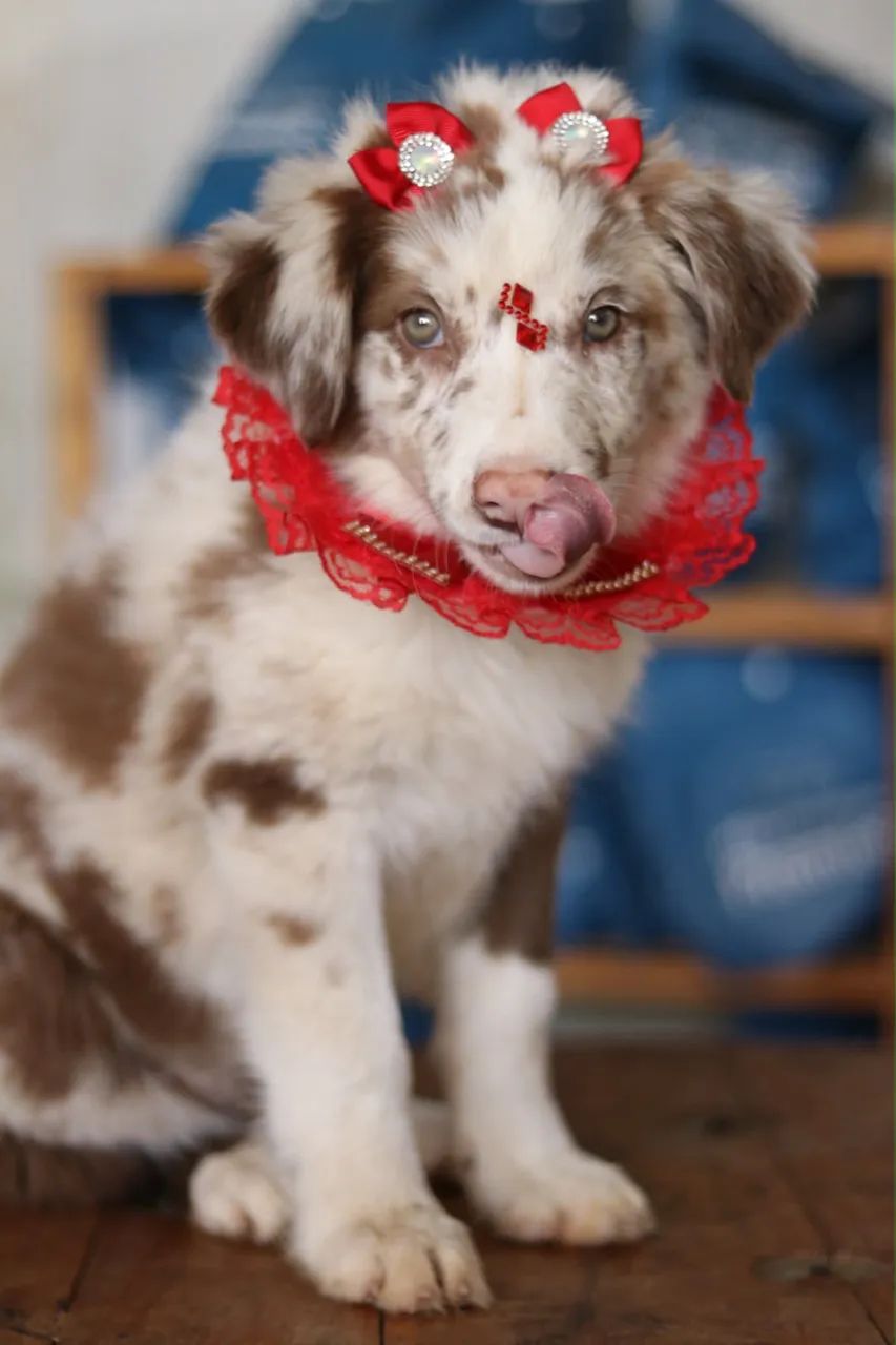 BORDER COLLIE FILHOTES  - Foto 4