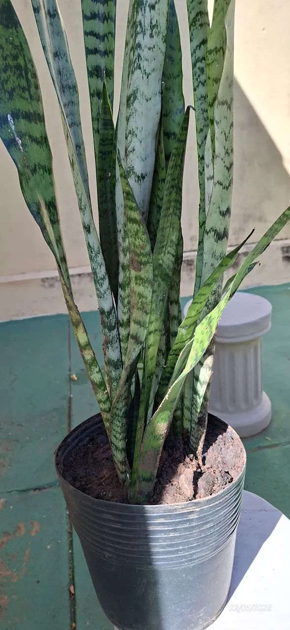 Vaso de espadas 103cm - Foto 4