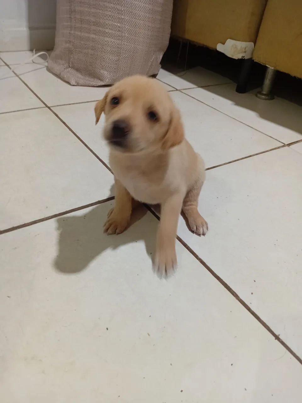 Labrador - Foto 3