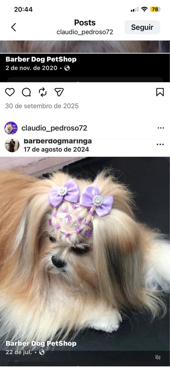 Barber dog - Foto 5
