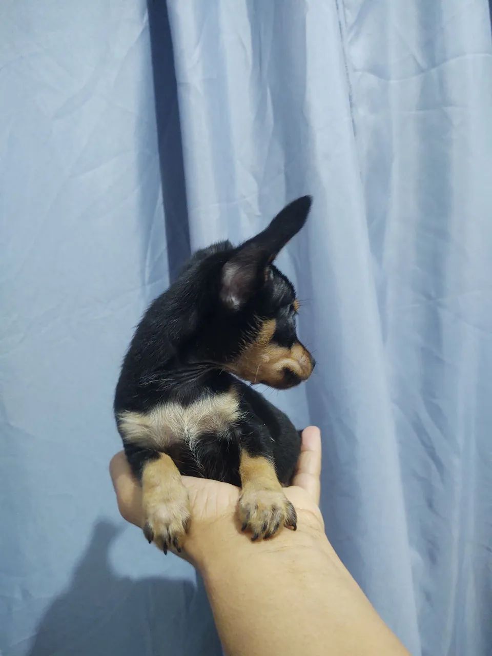 Pinscher  - Foto 4