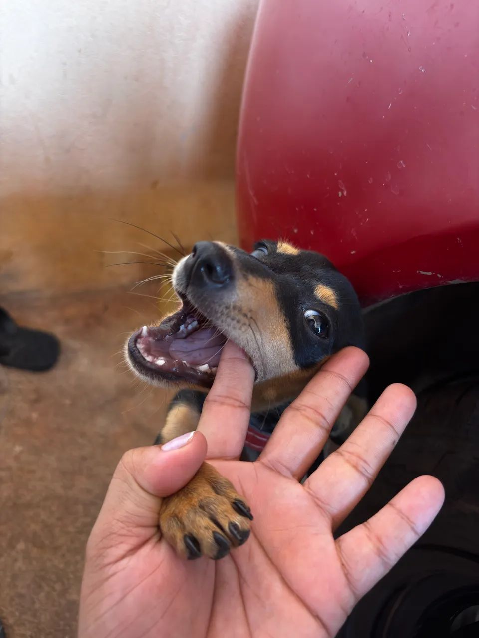 Vendo Pinscher 