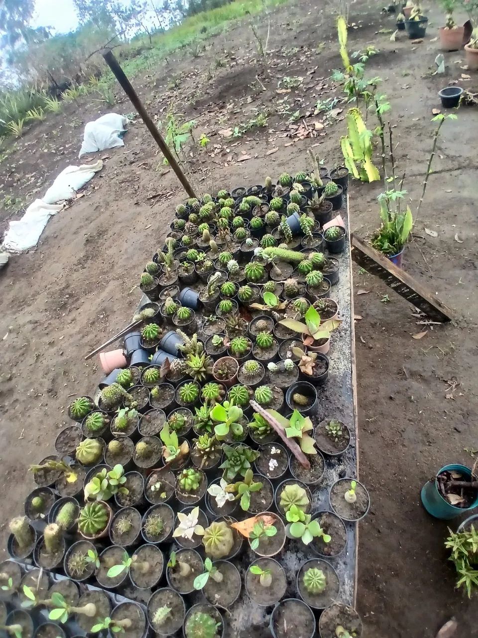 Suculentas lembrancinhas - Foto 3