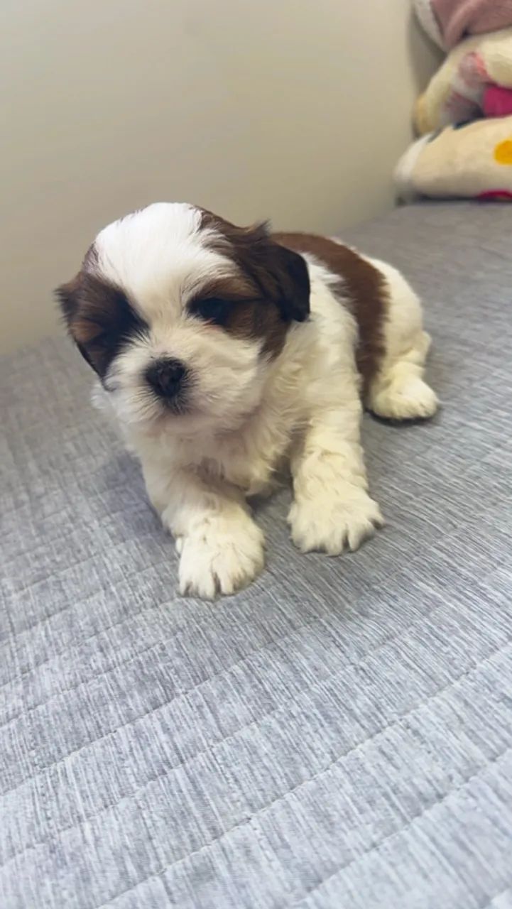 FILHOTE DE LHASA APSO  - Foto 4