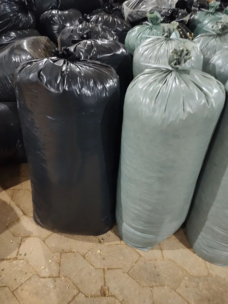 Silagem de milho grão total  - Foto 6