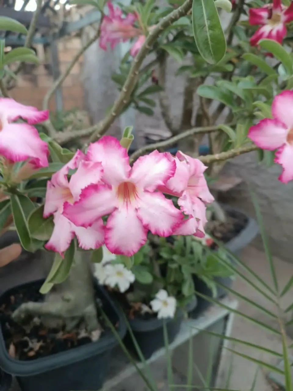 Plantas - Foto 2