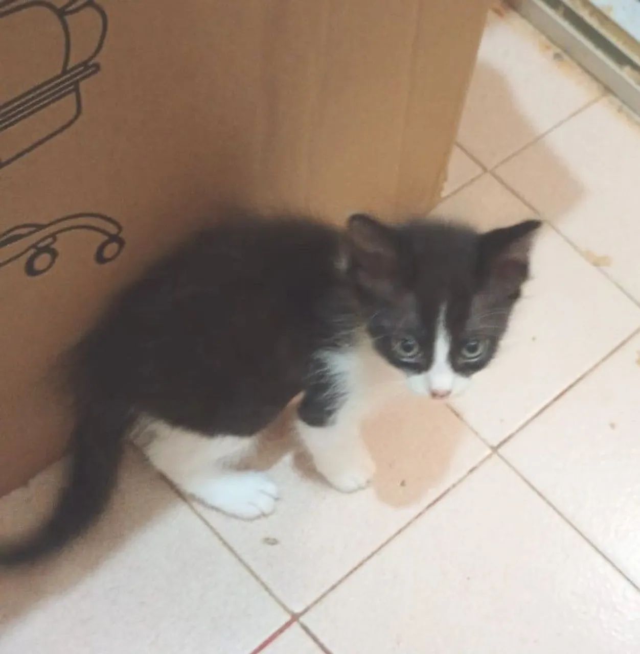 Gatinhos machos, só  restam 2 (ler descrição) - Foto 5