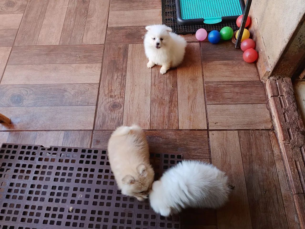 Spitz alemão machos em 10x sem juros
