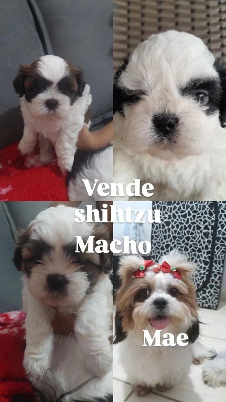 Vender shihtzu 