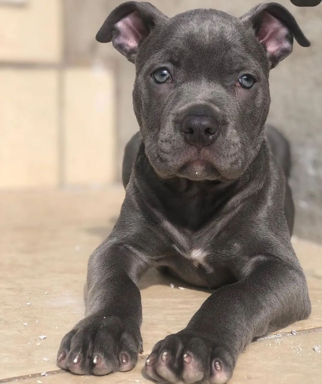 Pit Bull fêmea doa se  - Foto 4