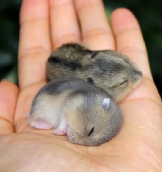 Hamster Anão russo  - Foto 3