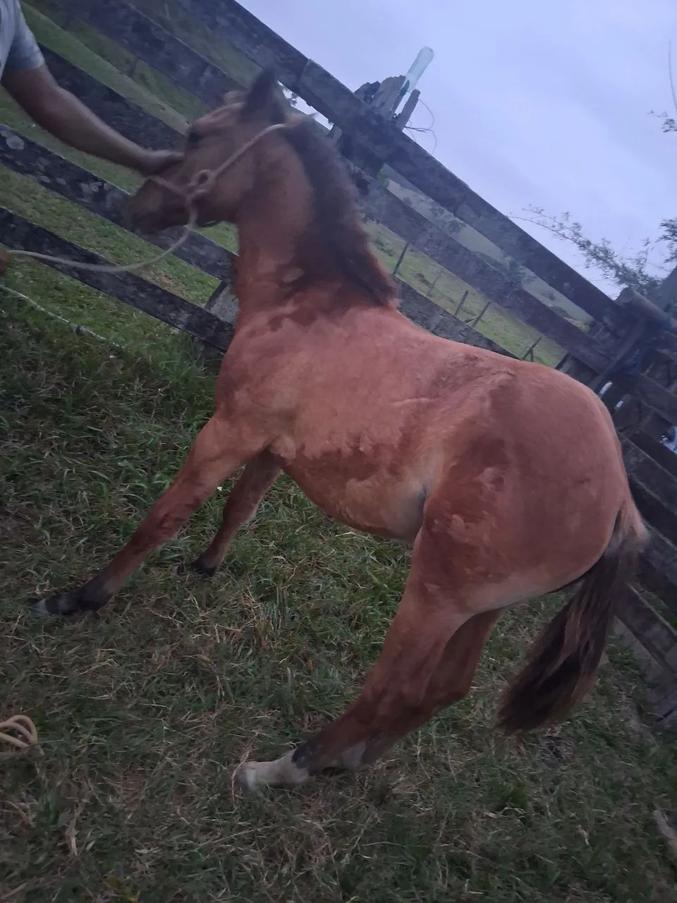 Vendo potro puro ,barato para sair hoje!! 
