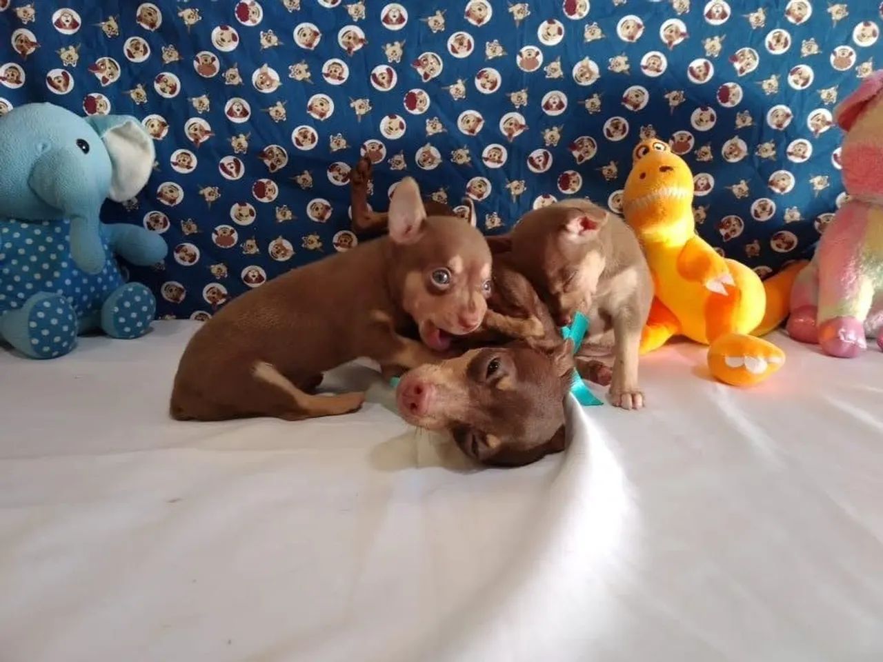 Pinscher miniatura original  - Foto 3