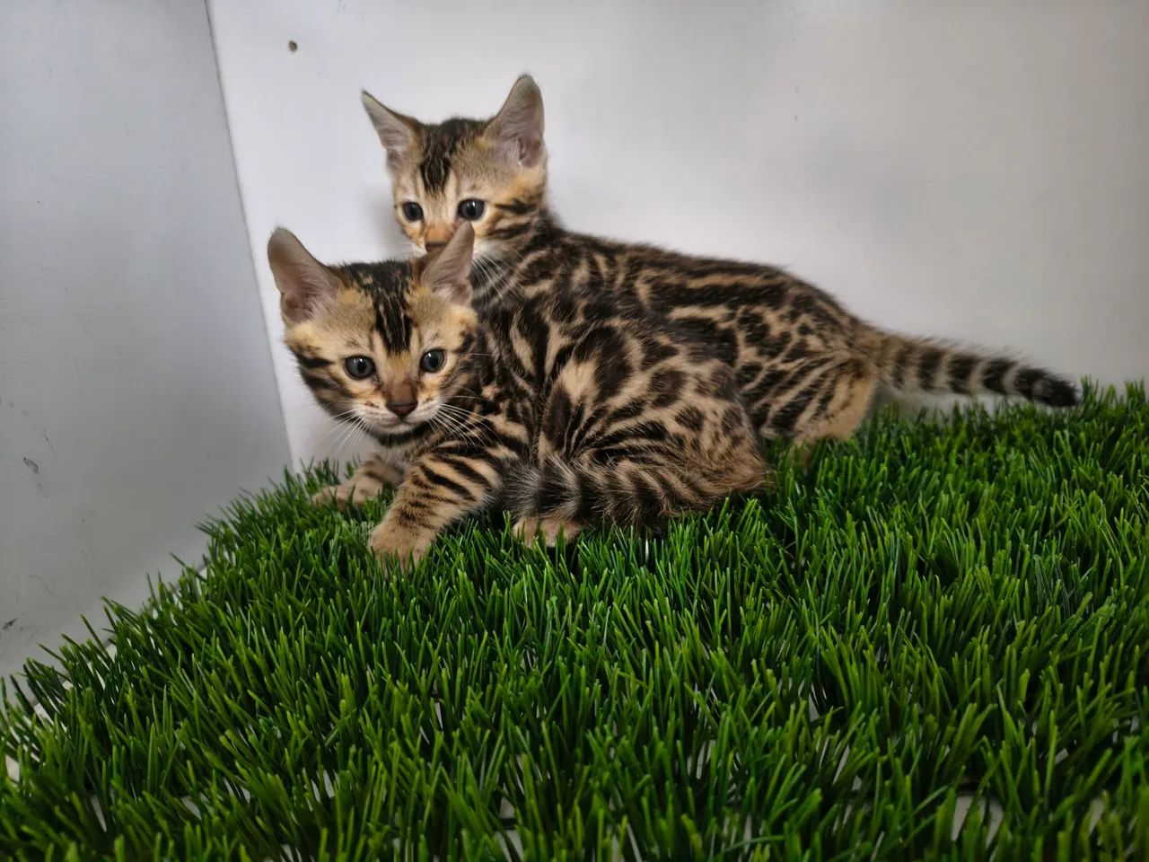 Gato de bengal 