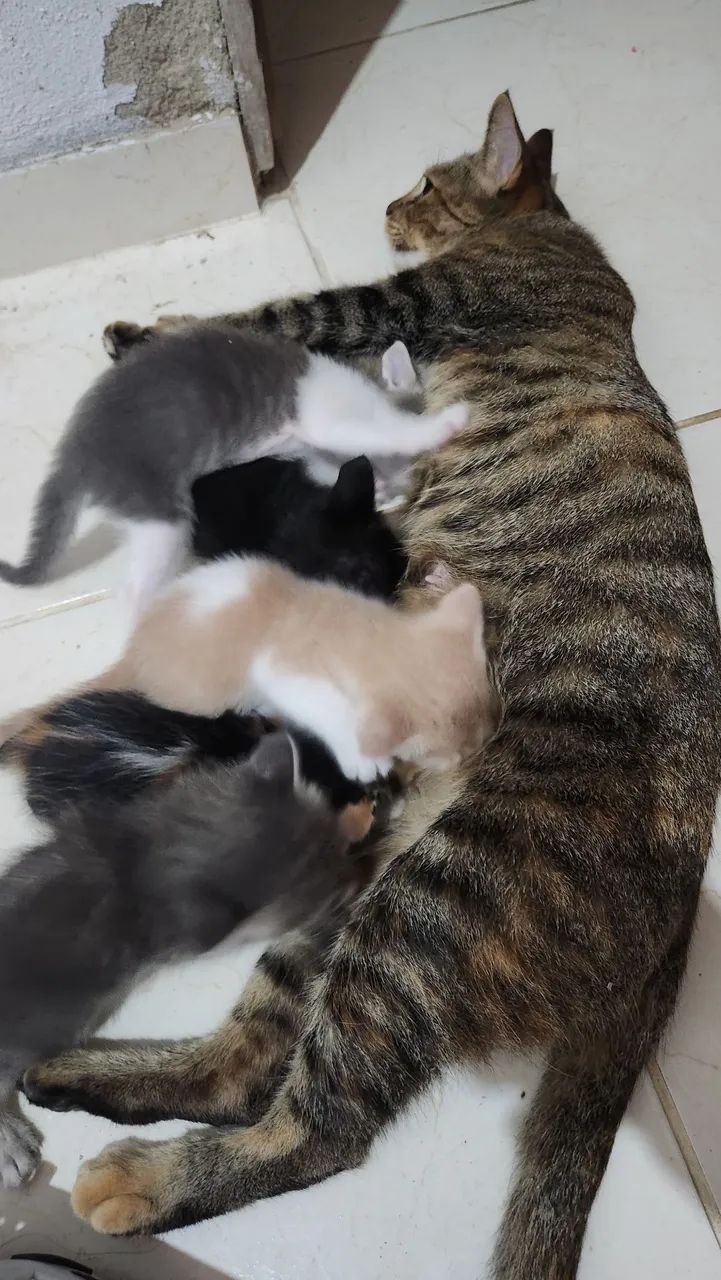 Doação de filhotes - Foto 2