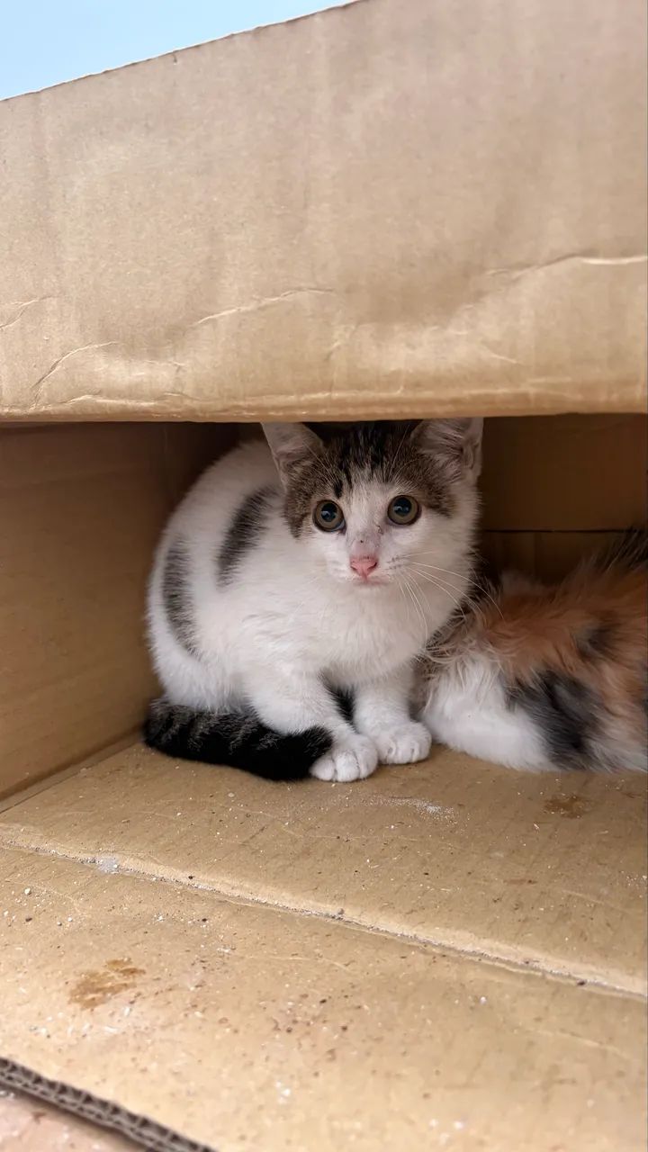 Doação de gatos - Foto 2