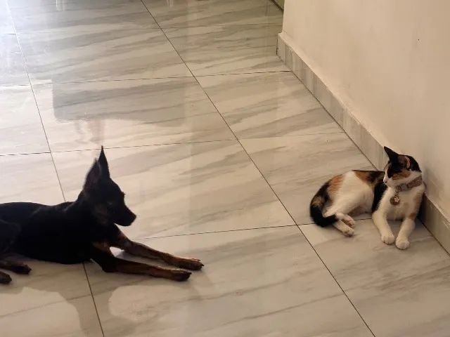 Cachorra misturada com pinscher doação  - Foto 2