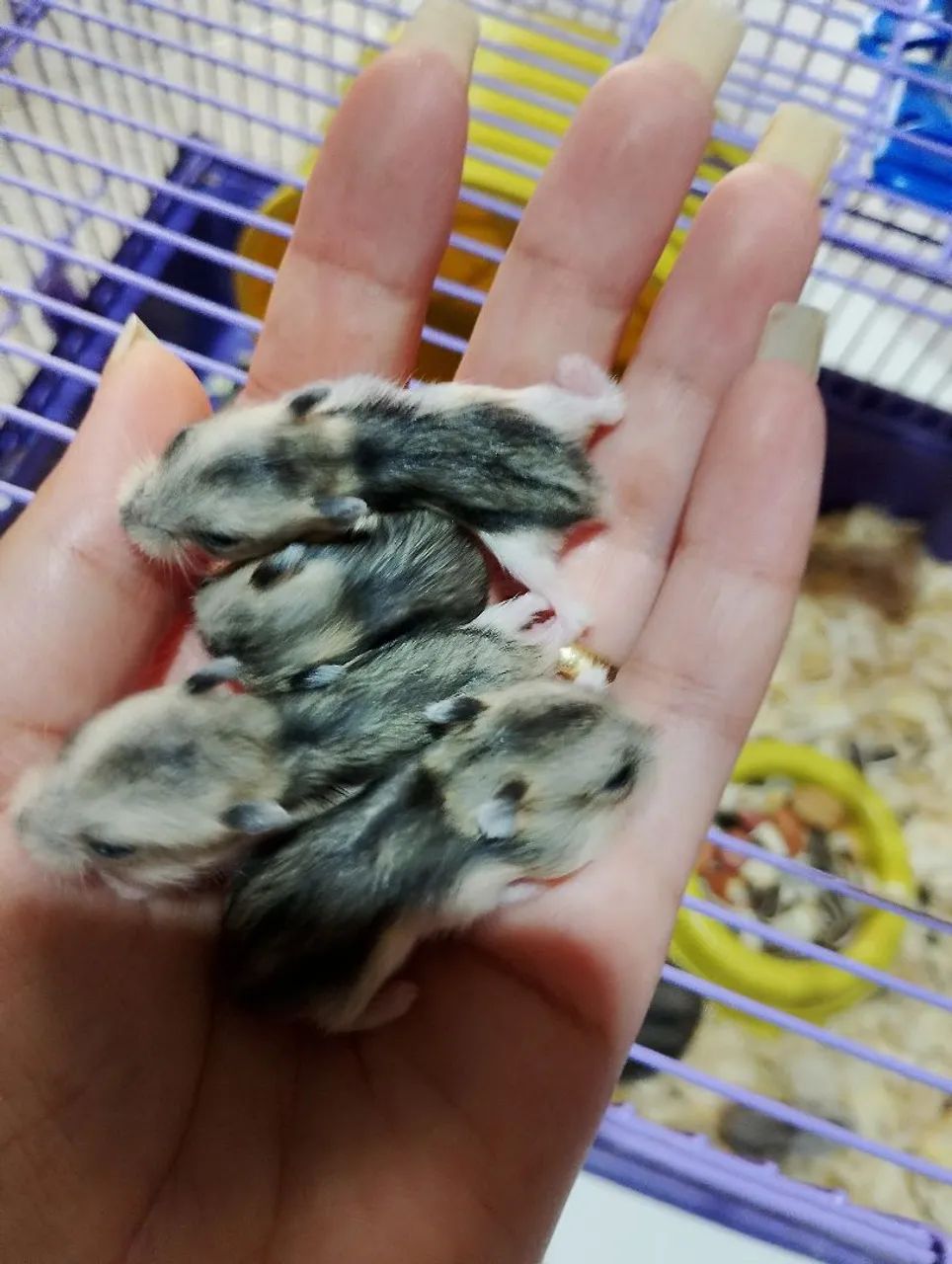 Hamster ruso anão  - Foto 2