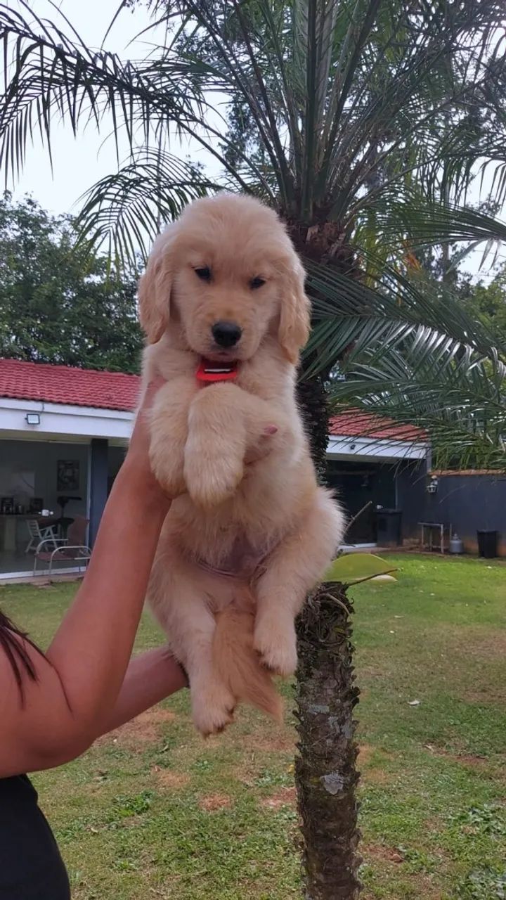 Golden Retrivier  - Foto 3