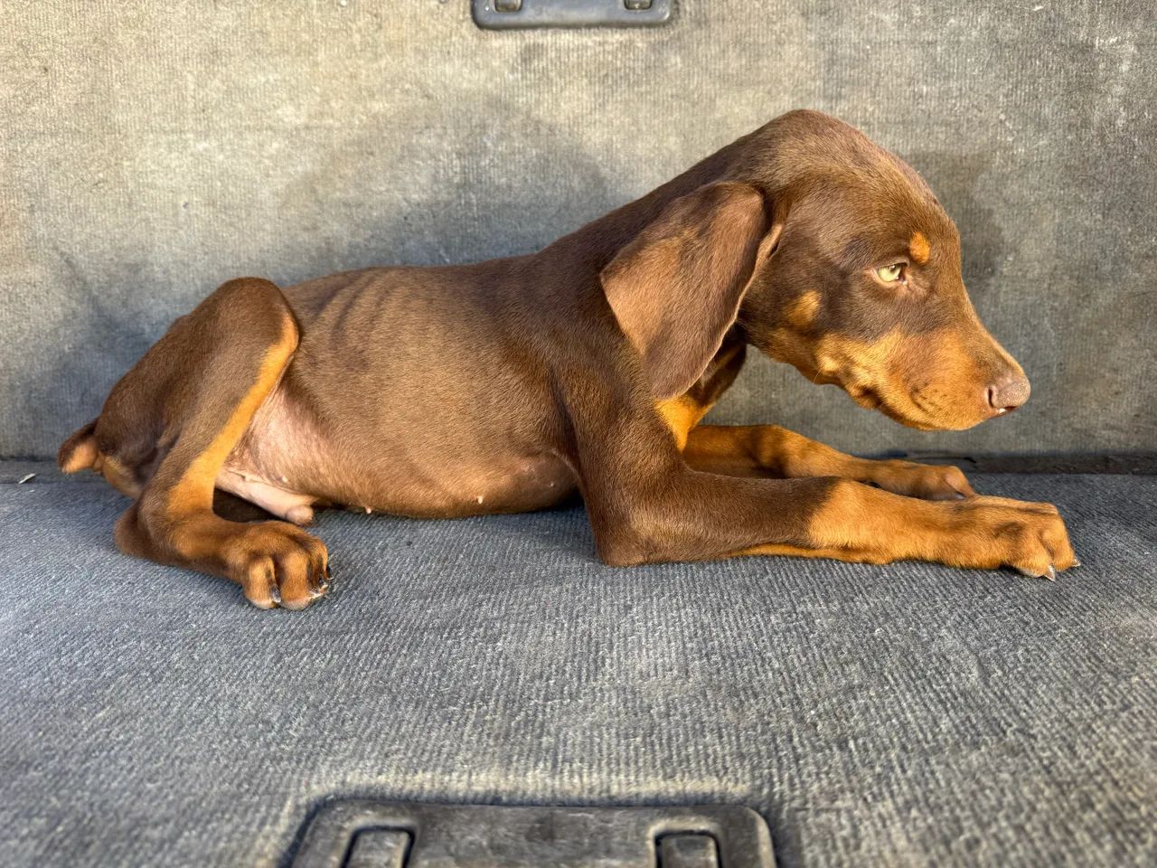 Cães Doberman  - Foto 4