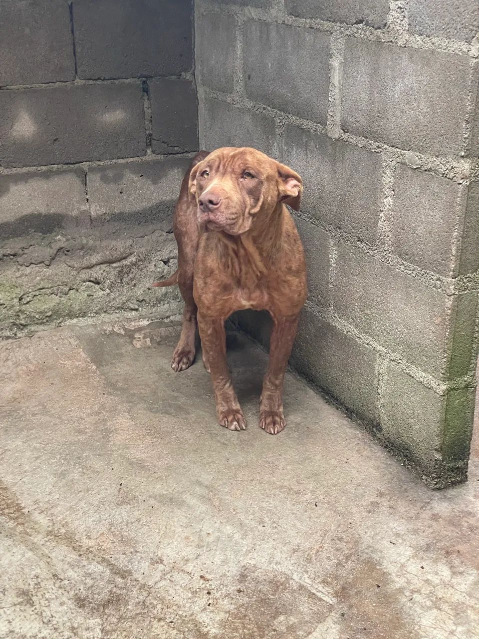 Pit bul fêmea  - Foto 2
