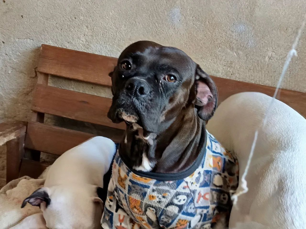 Doação de boxer - Foto 2