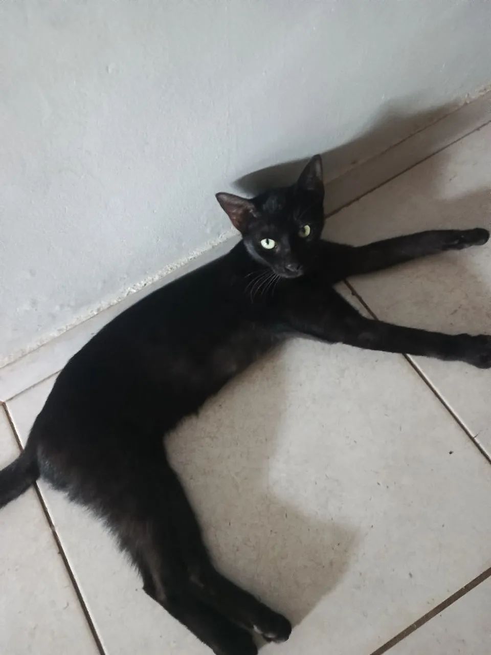 Doação de gatos